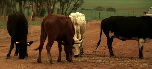 File:7x00 cows.jpg
