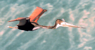 Quetzalcoatlus robot