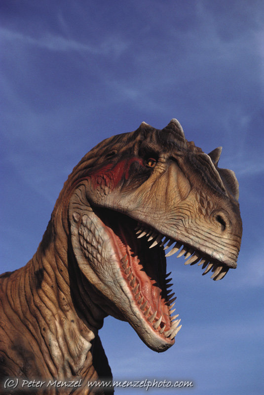 Image Allosaurus head.jpg 3D Dinosaur Adventure Wiki