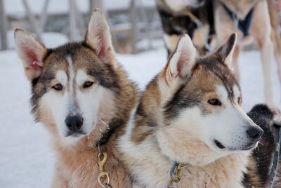 Ane-canis-lupus-familiaris-(siberian-husky)-00334