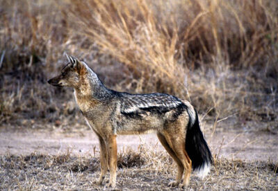 2466-side-striped-jackal-canis-adustus-s2.jpg
