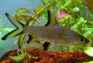 Balantiocheilos-melanopterus.jpg
