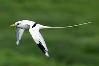 Phaethon-lepturus15.jpg