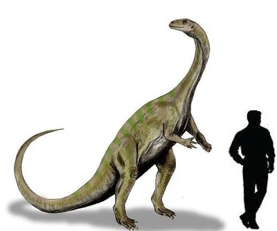 Massospondylus