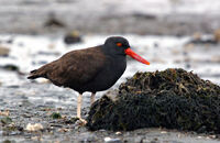 Blackish-Oystercatcher-0005