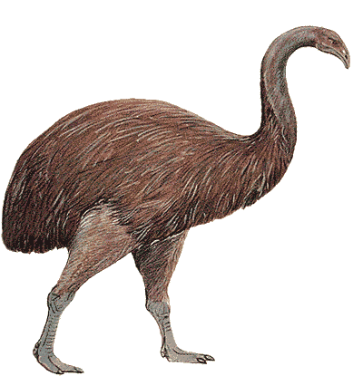 Dinornis.gif