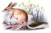 1409081222 bilby3.jpg