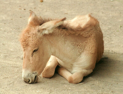 Onager-1.jpg