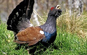Urogallo-cantabrico.jpg