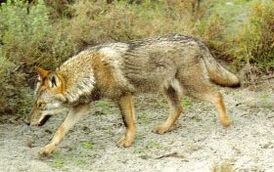 Lobo-Iberico.jpg
