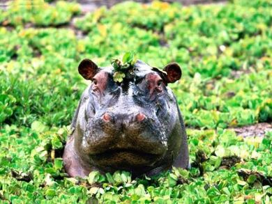 Animals-Hippopotamus Peek-a-boo-Hippopotamus