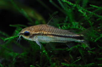 Corydoras-pygmaeus.jpg