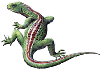 Milleretta