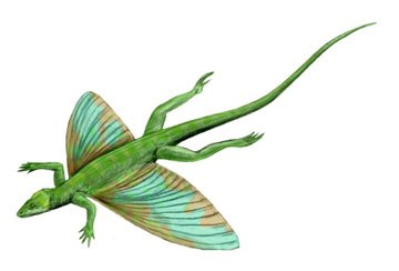 Coelurosauravus