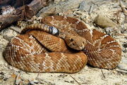 Serpiente-blog