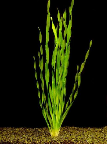 Fichier:Wikia-Visualization-Add-5,frtoutsurlaquarium.png