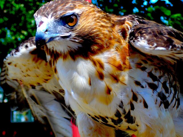 File:Red tail.jpg