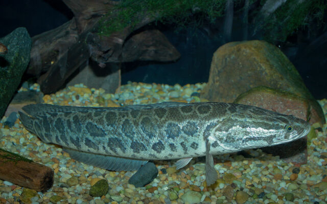 File:Snakehead - Channa argus.jpg