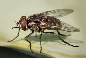 FlyIRL