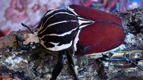 Goliath Beetle Animal Crossing New Leaf Wiki FANDOM