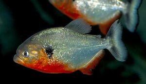 PiranhaIRL