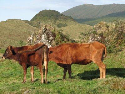 Ficheiro:Bovino RamoGrande.jpg
