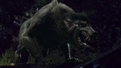 File:Carter WolfForm.jpg