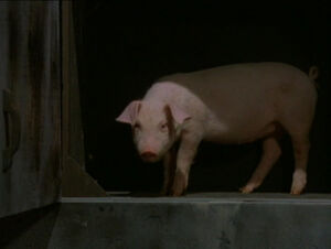 Afn piggy league