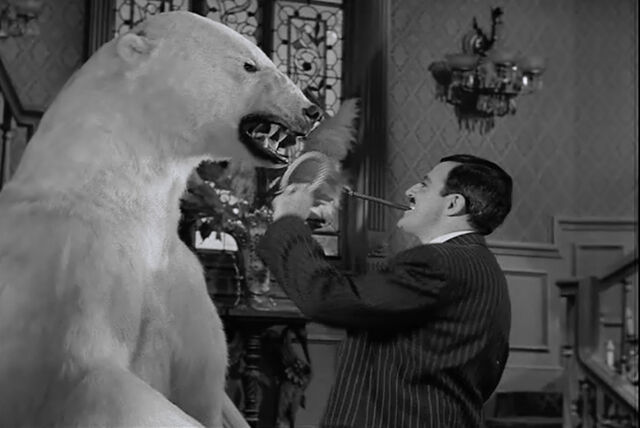 File:Af bear vs.jpg