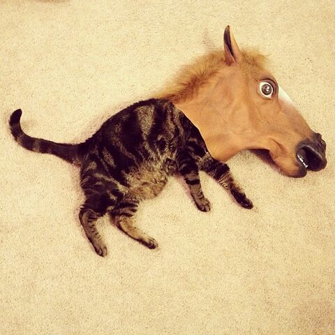 File:Cat-horse-head-mask-horse-kitten-1363043792i.jpg