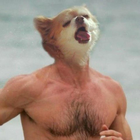 File:Dogman on beach.png