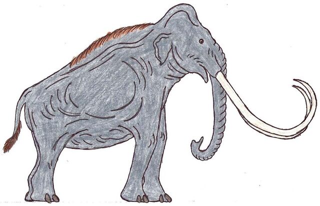 File:Mammuthus Male.jpg