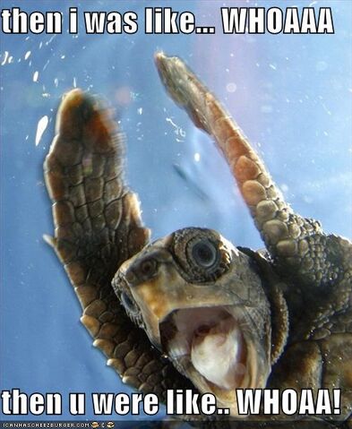 File:Funny-pictures-finding-nemo-surfer-turtle.jpg