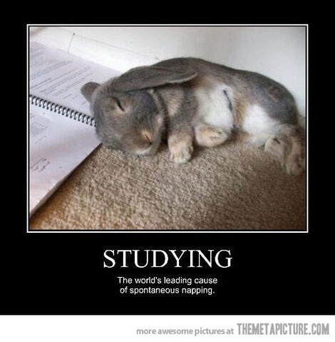 File:Funny-bunny-sleeping-studying-cute.jpg