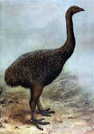 File:Moa real.jpg