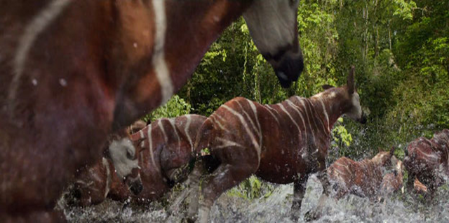 File:Okapi.png