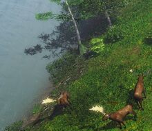 Moose in game
