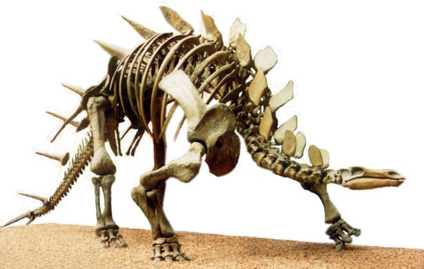 kentrosaurus skeleton