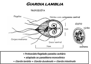 GiardiaLambla.png