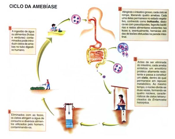 Arquivo:Ciclo amebiase.jpg