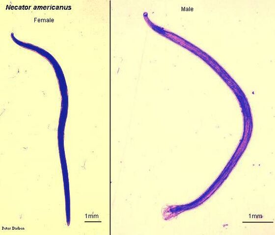 Arquivo:N.americanus.jpeg