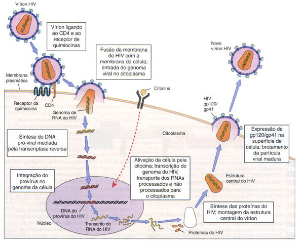 Arquivo:Ciclo.jpg