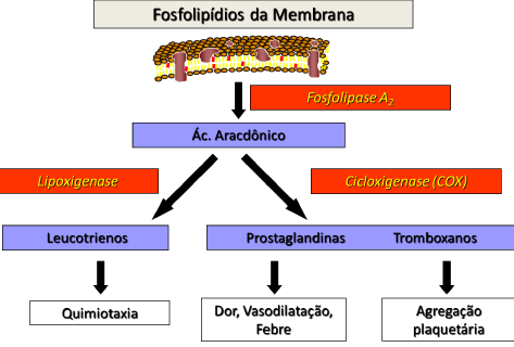 Ações das Cicloxigenases.png