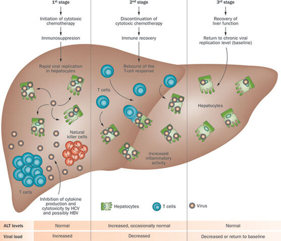 Arquivo:Nrclinonc.2012.1-f1.jpg