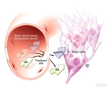 Arquivo:Barreira hematoencefálica.jpg