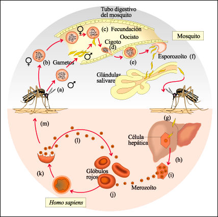 Malaria-Resumo-da-Doenca-1.jpg