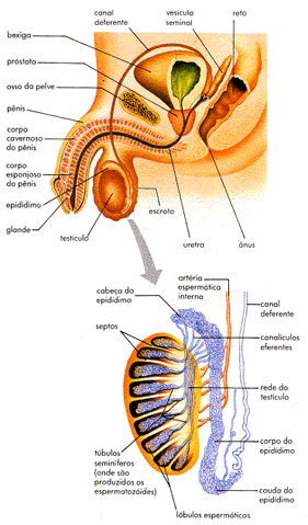 Arquivo:Wikiarepmasc.gif