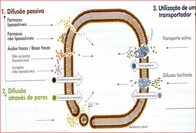 Arquivo:Farmaco.jpg