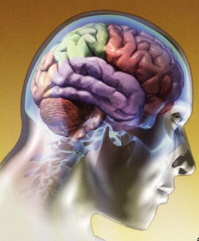 Arquivo:Cerebro.jpg