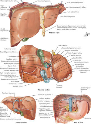 Liver.jpg